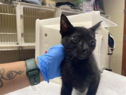 Shelter Stray Male Cat last seen Near BLOCK W PIERCE ST, 3839 W Burnham St, West Milwaukee, WI 53215, USA