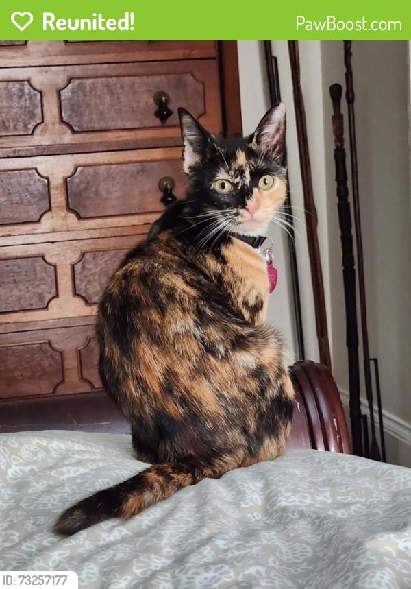 Reunited Female Cat last seen Near Ridgewood RD, Baltimore, MD 21209