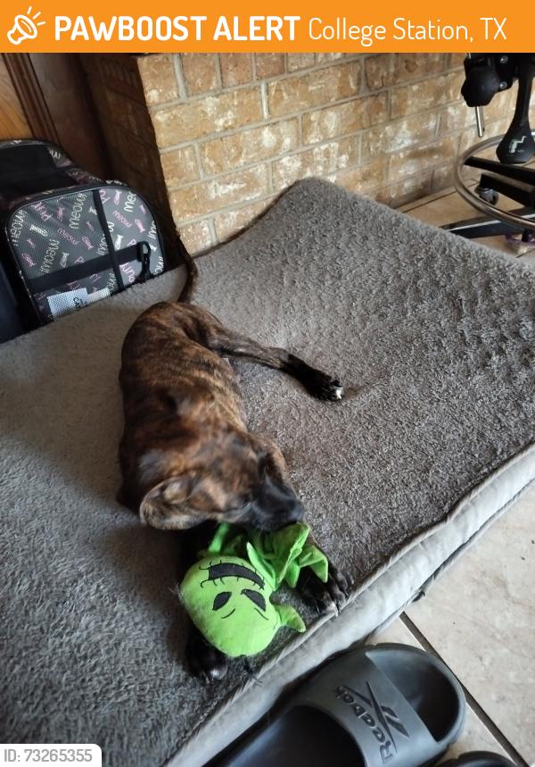 Found/Stray Male Dog last seen Mary Oaks and Dominik, College Station, TX 77840