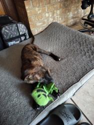 Found/Stray Male Dog last seen Mary Oaks and Dominik, College Station, TX 77840