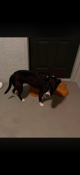 Found/Stray Female Dog last seen Near near Bella may grand, Gainesville, FL 32608