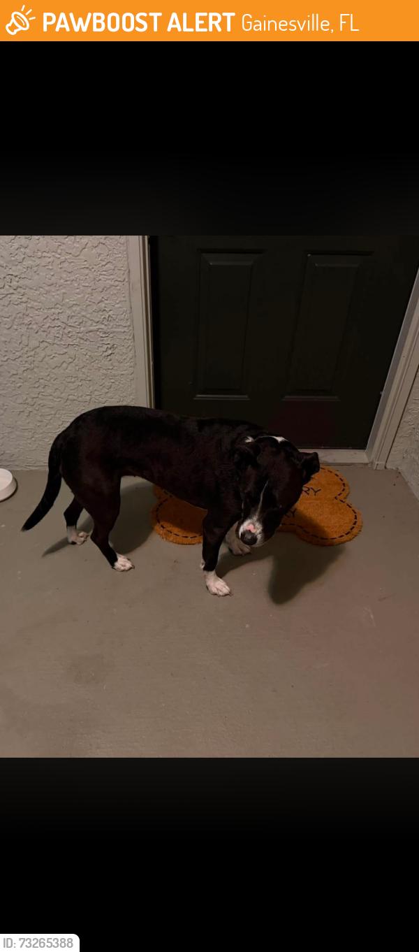 Found/Stray Female Dog last seen Near near Bella may grand, Gainesville, FL 32608