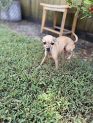 Reunited Female Dog last seen West Bellfort & Burney, Sugar Land, TX 77479