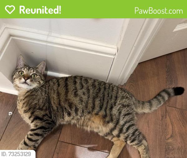 Reunited Male Cat last seen Kingston crown court, Greater London, England 