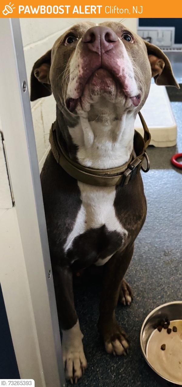 Found/Stray Male Dog last seen Belgrade Ave Clifton, Clifton, NJ 07013