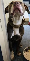 Found/Stray Male Dog last seen Belgrade Ave Clifton, Clifton, NJ 07013