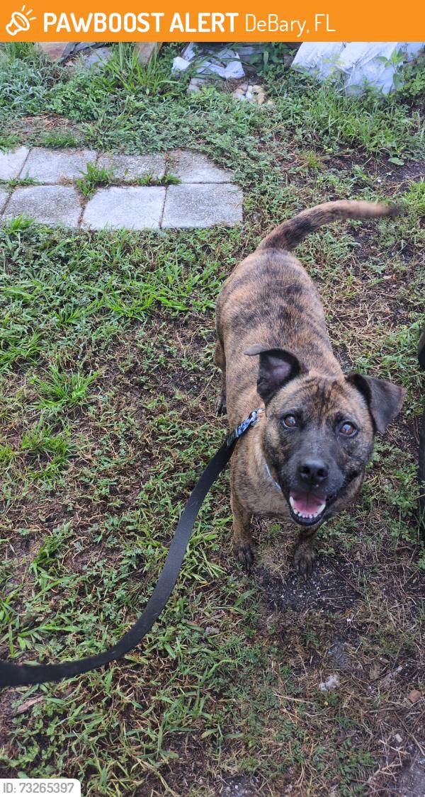 Found/Stray Female Dog last seen Sunrise St and Lago Vista St, DeBary, FL 32713