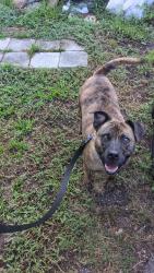 Found/Stray Female Dog last seen Sunrise St and Lago Vista St, DeBary, FL 32713