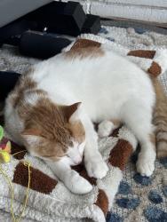 Reunited Female Cat last seen Near Lawn Terrace, Mamaroneck, NY 10543
