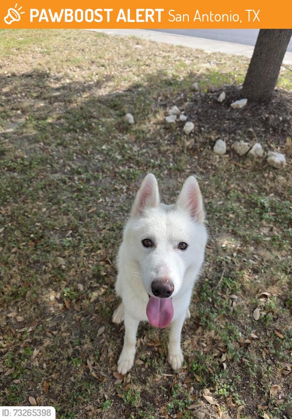 Found/Stray Male Dog last seen Jesse bowman and Deffendee, San Antonio, TX 78253
