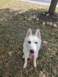 Found/Stray Male Dog last seen Jesse bowman and Deffendee, San Antonio, TX 78253