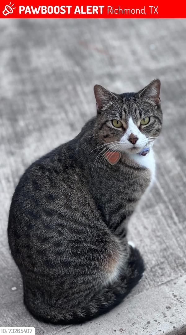 Lost Female Cat last seen McCrary road and blue grass drive, Richmond, TX 77406