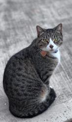 Lost Female Cat last seen McCrary road and blue grass drive, Richmond, TX 77406