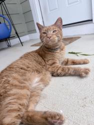 Found/Stray Male Cat last seen North brookside park 20th & houston, Indianapolis, IN 46218