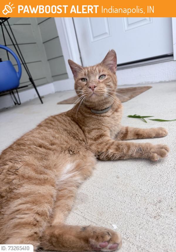 Found/Stray Male Cat last seen North brookside park 20th & houston, Indianapolis, IN 46218