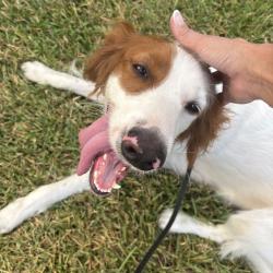 Found/Stray Female Dog last seen Wortham Oaks neighborhood, San Antonio, TX 78261