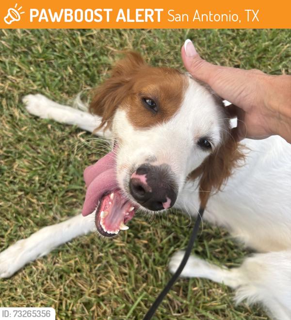 Found/Stray Female Dog last seen Wortham Oaks neighborhood, San Antonio, TX 78261