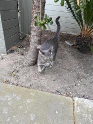 Reunited Male Cat last seen Grand and Jewel, San Diego, CA 92109