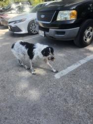 Found/Stray Unknown Dog last seen Parking lot 75214, Dallas, TX 75218