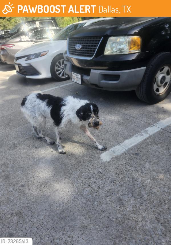 Found/Stray Unknown Dog last seen Parking lot 75214, Dallas, TX 75218