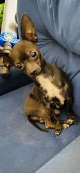Lost Male Dog last seen E. Ridgewood Dr/ Cumberland Dr., Garland, TX 75041