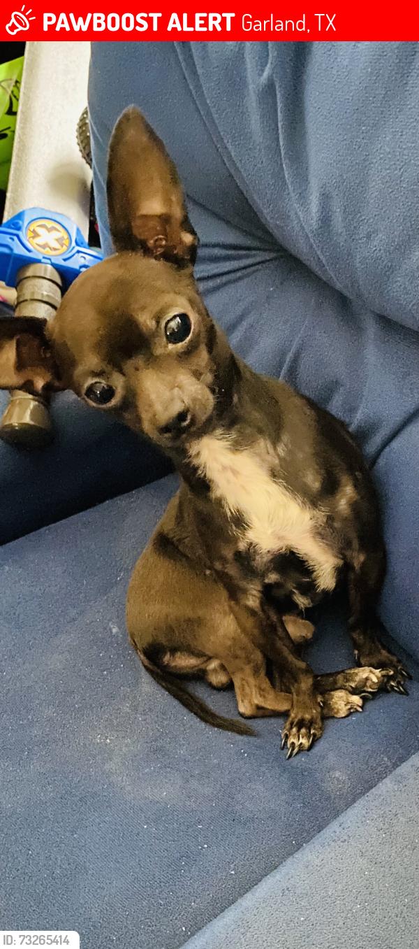 Lost Male Dog last seen E. Ridgewood Dr/ Cumberland Dr., Garland, TX 75041
