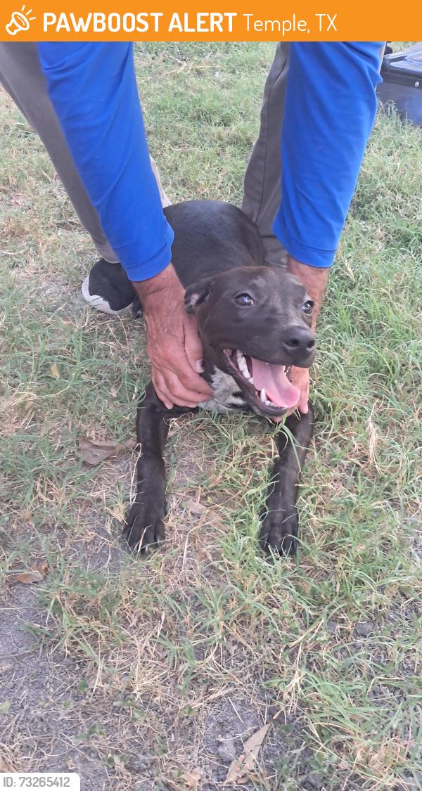 Found/Stray Female Dog last seen Downtown temple, Temple, TX 76501