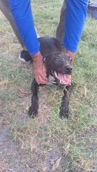 Found/Stray Female Dog last seen Downtown temple, Temple, TX 76501
