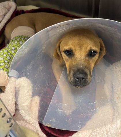 Shelter Stray Female Dog last seen Near Henrrico Road, 30288, GA, 3280 Chamblee Dunwoody Rd, Chamblee, GA 30341, USA