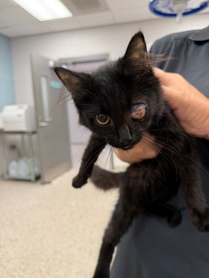 Shelter Stray Female Cat last seen Near Crest St, Belmont, NC, 1491 Business Park Ct, Gastonia, NC 28052, USA