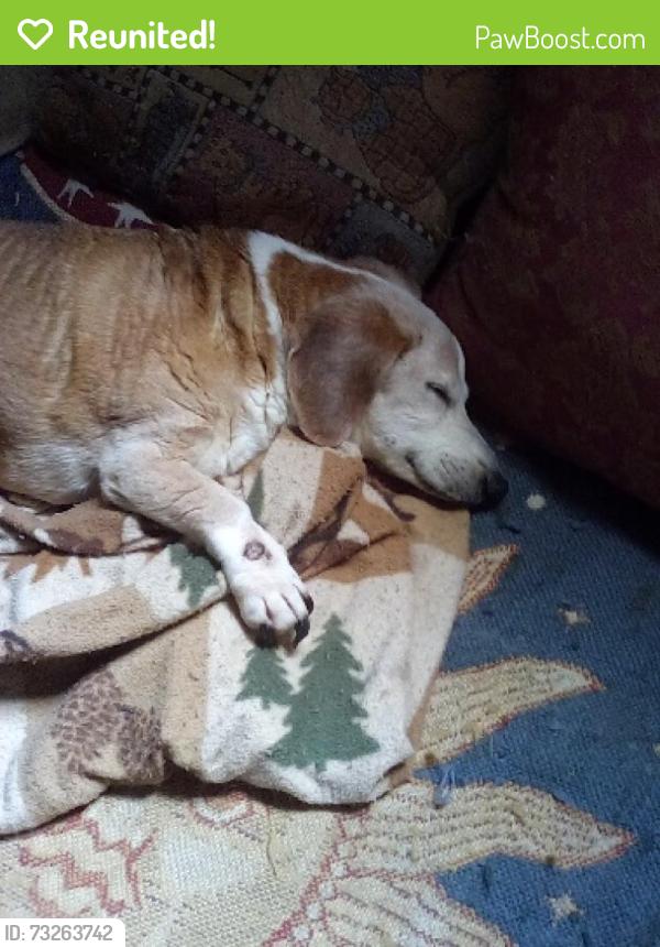 Reunited Male Dog last seen Magnolia Road and Trimble, Joppatowne, MD 21085