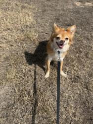 Reunited Unknown Dog last seen Reservoir by Louetta, Spring, TX 77388