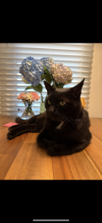 Reunited Male Cat last seen Newhall and Sherwood, San Jose, CA 95126