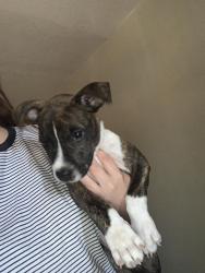 Found/Stray Male Dog last seen Pulliam street, San Angelo, TX 76903