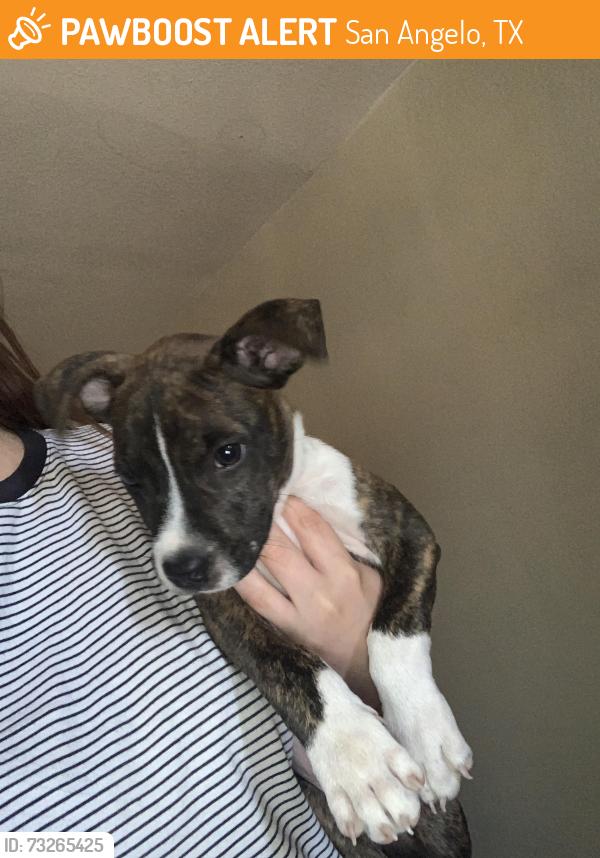 Found/Stray Male Dog last seen Pulliam street, San Angelo, TX 76903