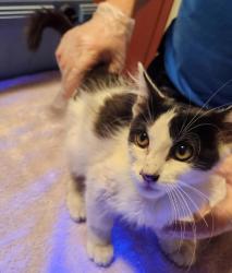Shelter Stray Male Cat last seen Near Bancroft Avenue, SAN LEANDRO, CA, 94577, 8323 Baldwin St, Oakland, CA 94621, USA