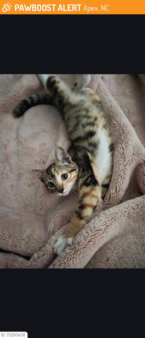 Found/Stray Unknown Cat last seen Mellonsbury Dr, Apex, NC 27502