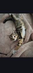 Found/Stray Unknown Cat last seen Mellonsbury Dr, Apex, NC 27502