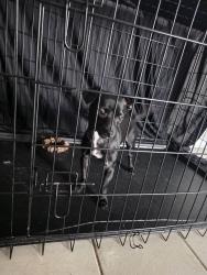 Found/Stray Male Dog last seen In Hunter's Pointe complex, Charlotte, NC 28213