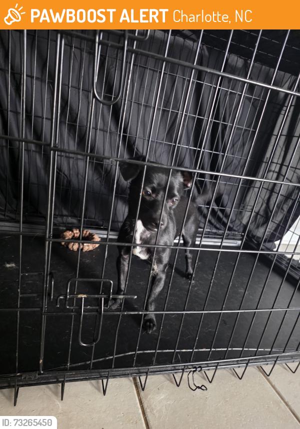 Found/Stray Male Dog last seen In Hunter's Pointe complex, Charlotte, NC 28213