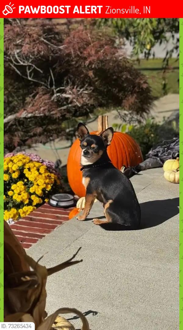 Lost Male Dog last seen 200E, Zionsville, IN 46077