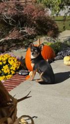 Lost Male Dog last seen 200E, Zionsville, IN 46077