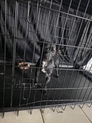Found/Stray Male Dog last seen In Hunter's Pointe complex, Charlotte, NC 28213
