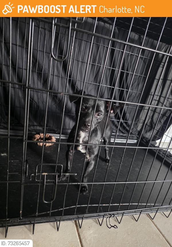 Found/Stray Male Dog last seen In Hunter's Pointe complex, Charlotte, NC 28213