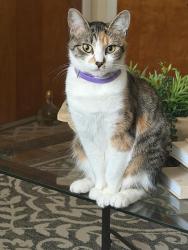 Reunited Female Cat last seen Western and Altha st, Raleigh, NC 27610