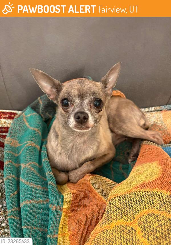 Found/Stray Female Dog last seen Fairview Heights, Fairview, UT 84629
