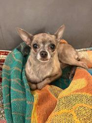 Found/Stray Female Dog last seen Fairview Heights, Fairview, UT 84629