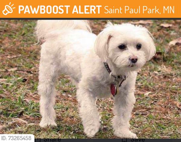 Found/Stray Unknown Dog last seen Pullman Avenue, Saint Paul Park, MN 55071