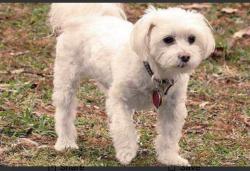 Found/Stray Unknown Dog last seen Pullman Avenue, Saint Paul Park, MN 55071