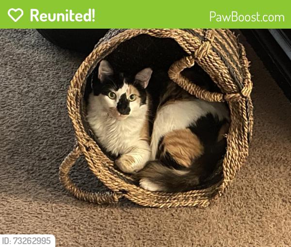 Reunited Female Cat last seen Near S Steckel Dr, Santa Paula, CA 93060, USA, Santa Paula, CA 93060